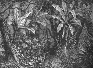 In the Bush