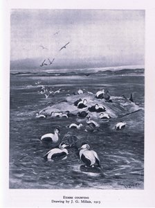 Eiders courting, Nature in Britain published by Collins