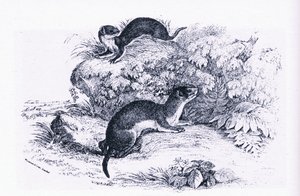 Studies of Badgers, Nature in Britain Published by Collins by John Guille Millais