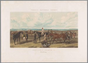 Horses Being Saddled for the Race