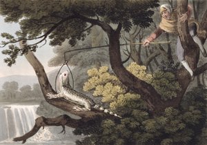 Mexican Lizard Catcher, Engraved by Matthew Dubourg, Published by Edward Orme
