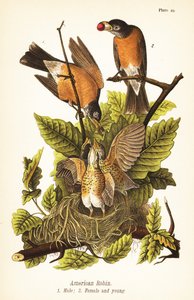American Robin