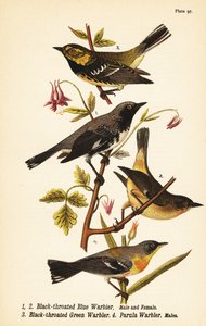 Black-throated blue warbler, black-throated green warbler, and northern parula