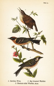 Carolina Wren, Bay-breasted Warbler, Chestnut-sided Warbler
