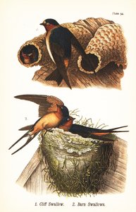 Cliff Swallow and Barn Swallow by John James (after) Audubon