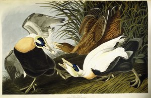 Eider Duck, Male and Female