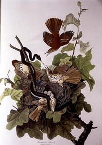 Ferruginous Thrush, from 