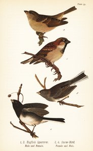 House Sparrow and Dark-eyed Junco