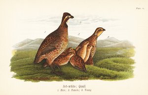 Northern Bobwhite