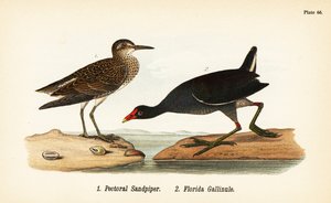 Pectoral Sandpiper and Common Gallinule
