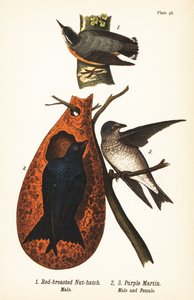 Red-breasted Nuthatch and Purple Martin by John James (after) Audubon