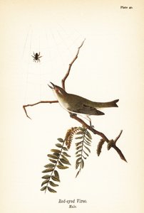 Red-eyed Vireo, Male