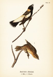 Reed-bird or Bobolink, Male and Female by John James (after) Audubon