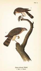 Sharp-shinned Hawk