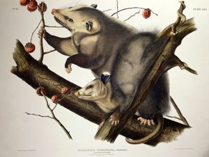 Virginian Opossum, from 