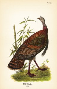 Wild Turkey, Male