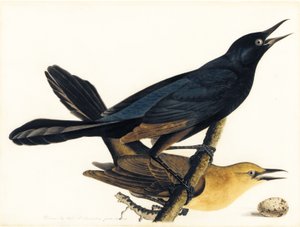 A Pair of Boat-Tailed Grackles