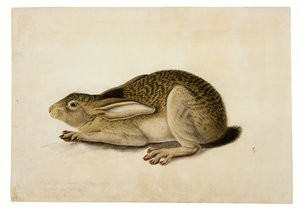 Black-Tailed Hare by John James Audubon