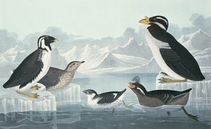 Black-Throated Guillemot, Nobbed-Billed Auk, Curled-Crested Auk, Horn-Billed Guillemot