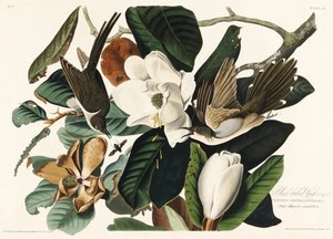 Black Billed Cuckoo from Birds of America (1827)