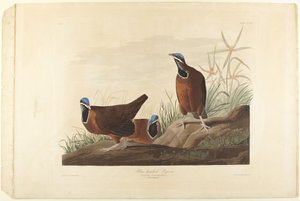 Blue-head Pigeon by John James Audubon