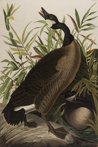 Canada Goose, 1827-1838 by John James Audubon