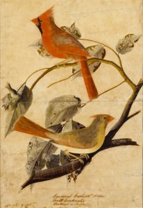 Cardinal Grosbeak by John James Audubon