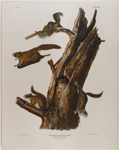 Common Flying Squirrel by John James Audubon