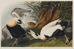 Eider Duck, 1835