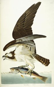 Fish Hawk