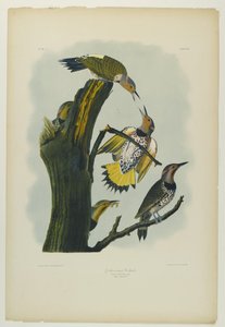 Golden-winged Woodpecker
