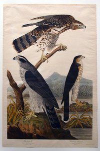 Goshawk, Stanley Hawk (No. 29) by John James Audubon