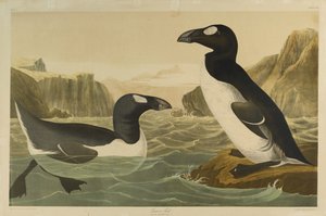 Great Auk