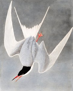 Great Tern, Sterna Hirundo, from The Birds of America by John James Audubon
