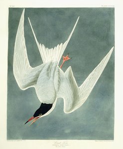 Great Turn, Male, Spring Plumage by John James Audubon