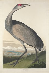 Hooping Crane