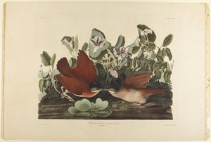 Key-west Dove by John James Audubon