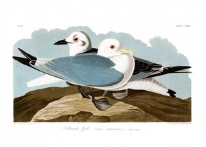 Kittiwake Gull