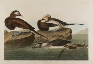 Long-Tailed Duck, 1836