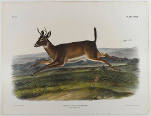 Long-tailed deer, 1847