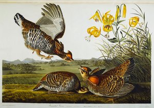 Pinnated Grouse. Greater Prairie Chicken