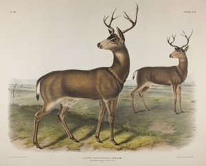 Columbian Black-Tailed Deer