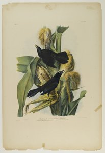 Purple Grackle or Common Crow Blackbird by John James Audubon