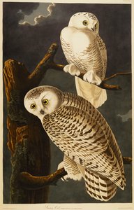 Snowy Owl