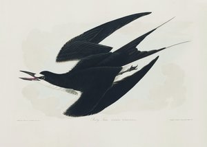 Sooty Tern from Birds of America (1827)