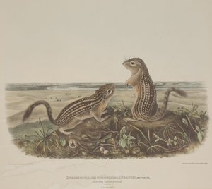 Spermophilus Tridecemlineatus (Two Leopard Squirrels) by John James Audubon