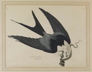 Swallow-tailed Hawk by John James Audubon