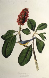 The Canada Warbler. From The Birds of America