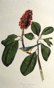 The Canada Warbler. From The Birds of America
