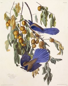 The Florida Scrub Jay. From The Birds of America, 1827-1838